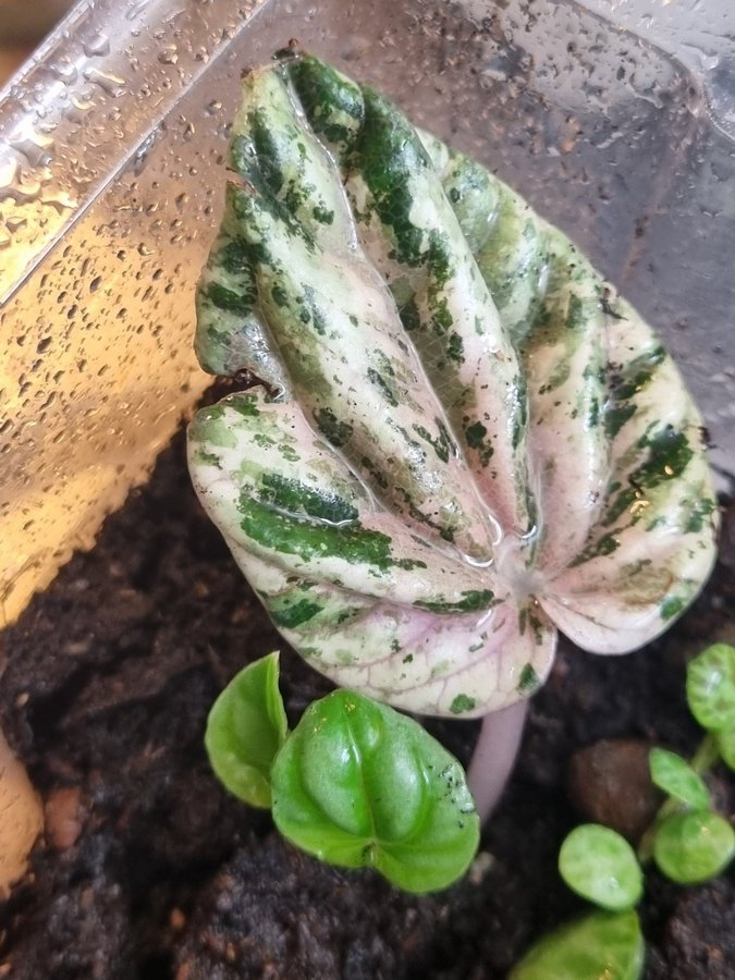 Peperomia 'buenos aires' ispigg stickling