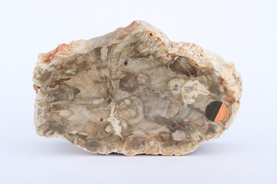 Förstenat Träd 133 gram - Madagaskar - Fossil