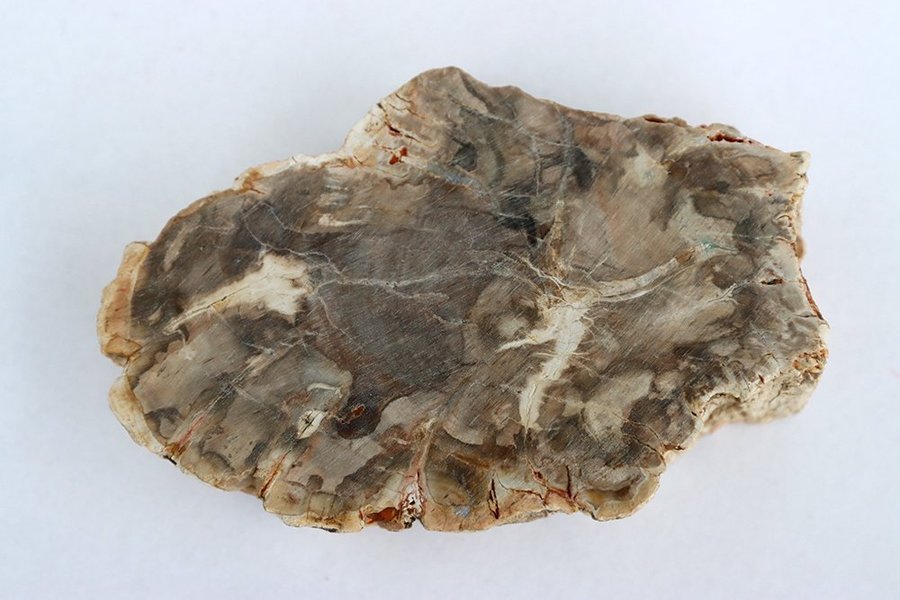 Förstenat Träd 133 gram - Madagaskar - Fossil