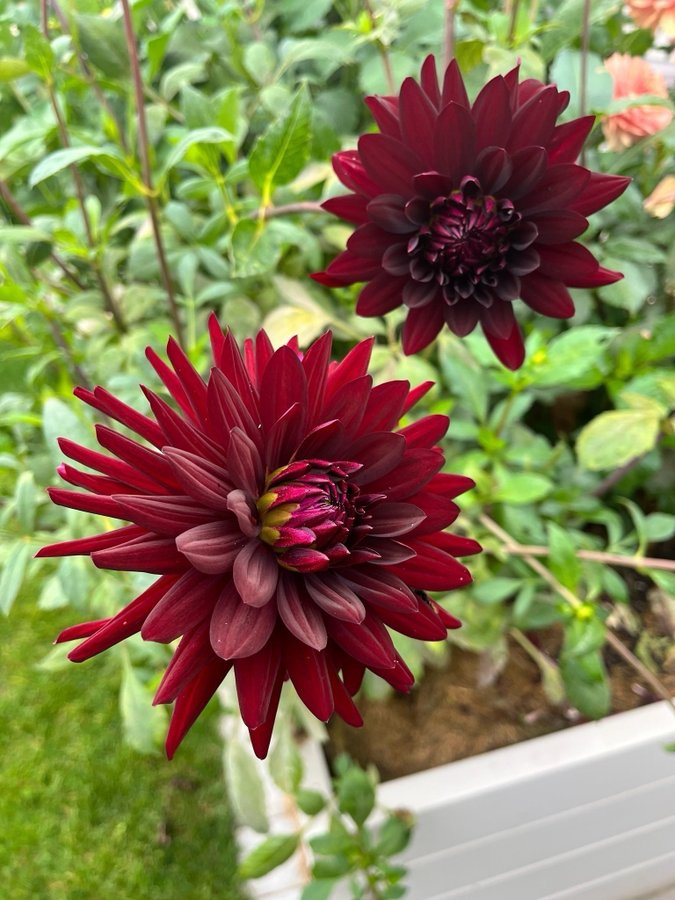 Dahlia 'Chat Noir' - chicken leg