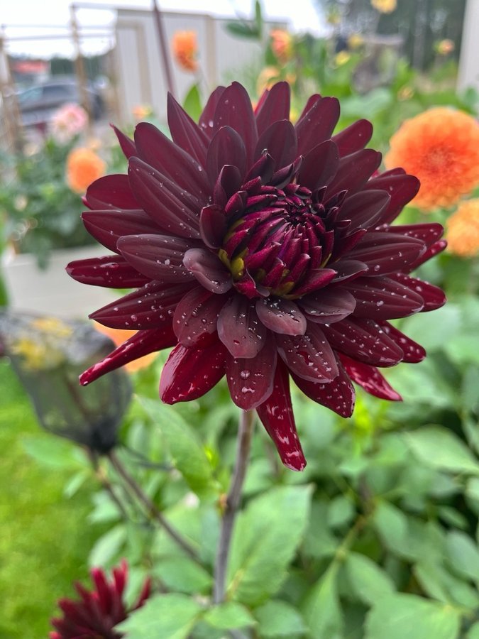 Dahlia 'Chat Noir' - chicken leg