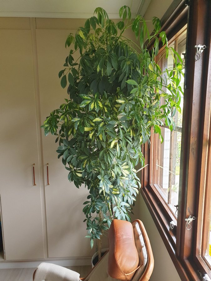 Paraplyaralia (Schefflera) 22 meter hög