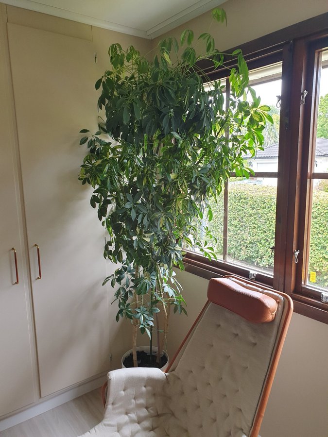 Paraplyaralia (Schefflera) 22 meter hög