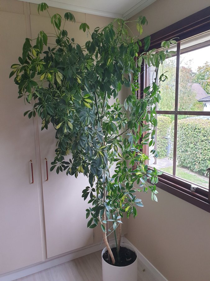 Paraplyaralia (Schefflera) 22 meter hög