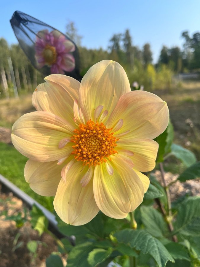 Dahlia frösådd från Floret - frön