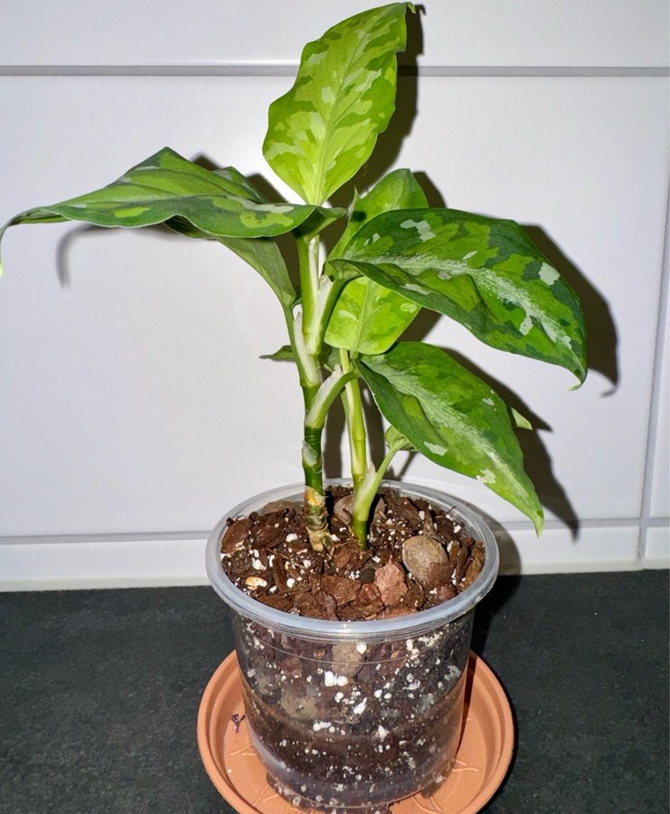 Aglaonema Pictum - Tricolor (nytt blad påväg) - Planta.