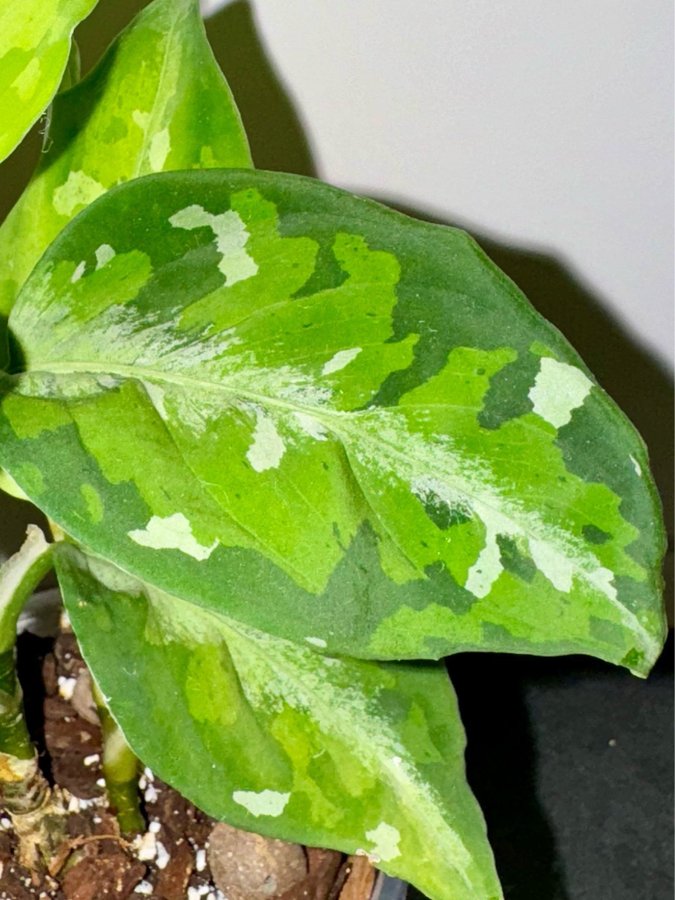 Aglaonema Pictum - Tricolor (nytt blad påväg) - Planta.