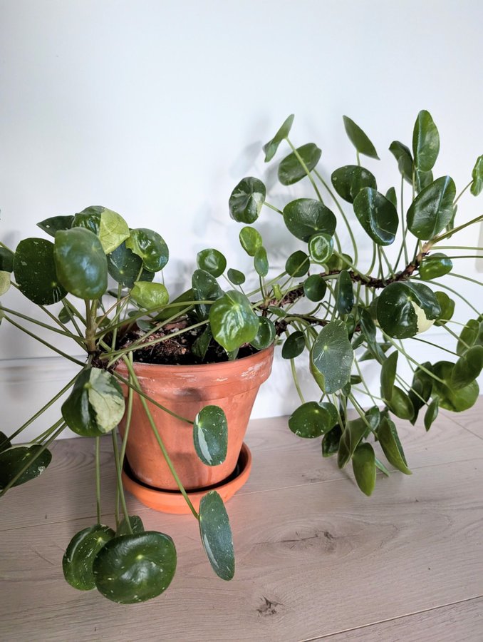 Pilea Peperomioides white splash