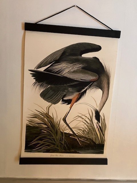 Tavla /poster. Great blue Heron Tavlan är i kraftig canvas och med träram 59x41