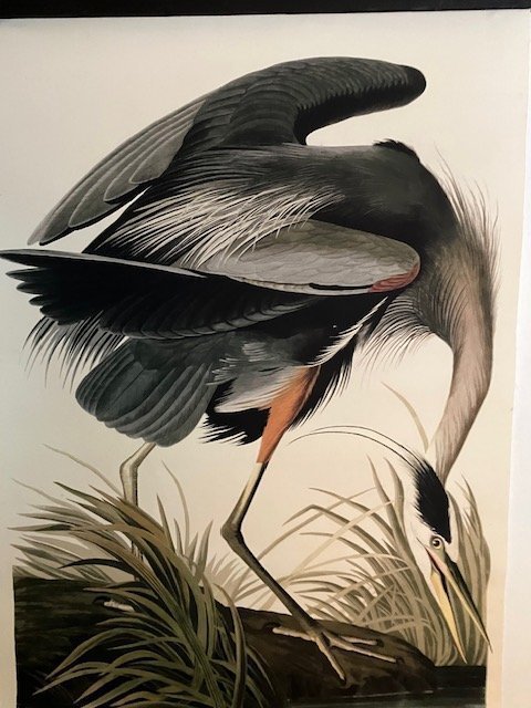 Tavla /poster. Great blue Heron Tavlan är i kraftig canvas och med träram 59x41