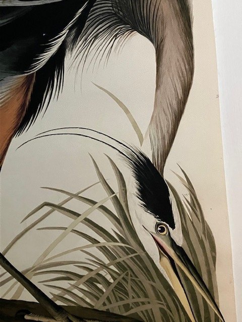 Tavla /poster. Great blue Heron Tavlan är i kraftig canvas och med träram 59x41