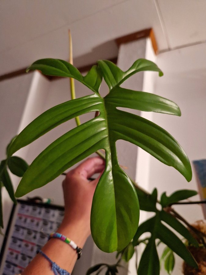 Philodendron Pedatum topp med 1 blad och 1 på G