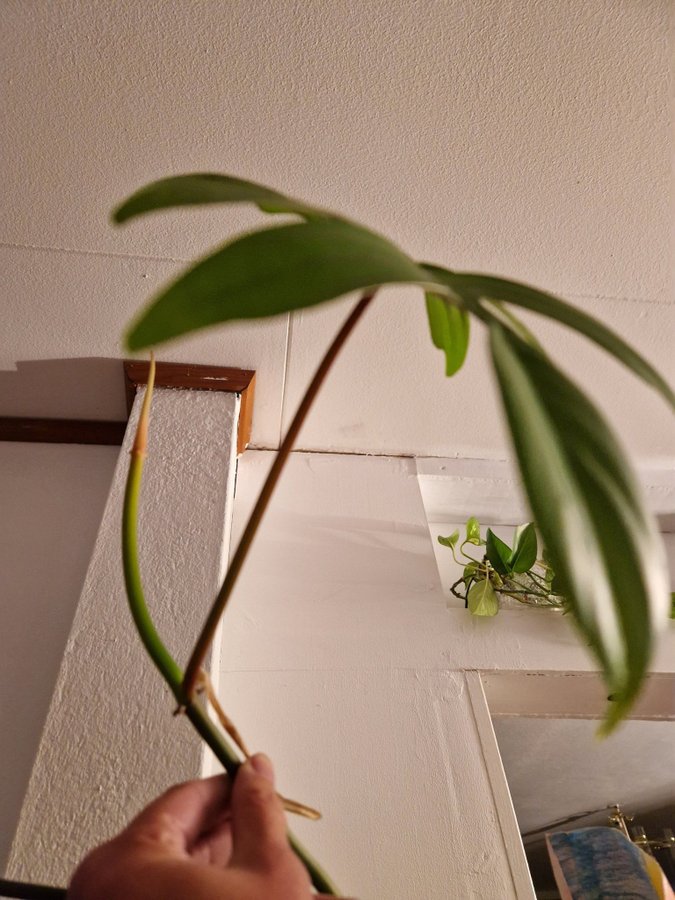 Philodendron Pedatum topp med 1 blad och 1 på G