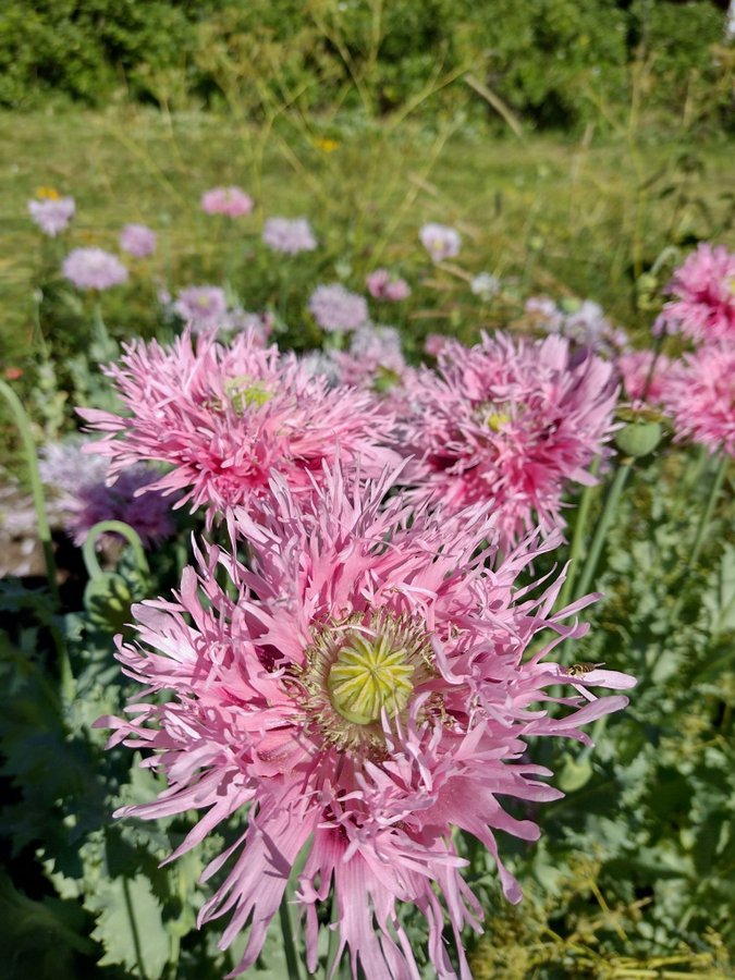 frön pionvallmo och enkla rosa lila 1-åriga minst 300 frön