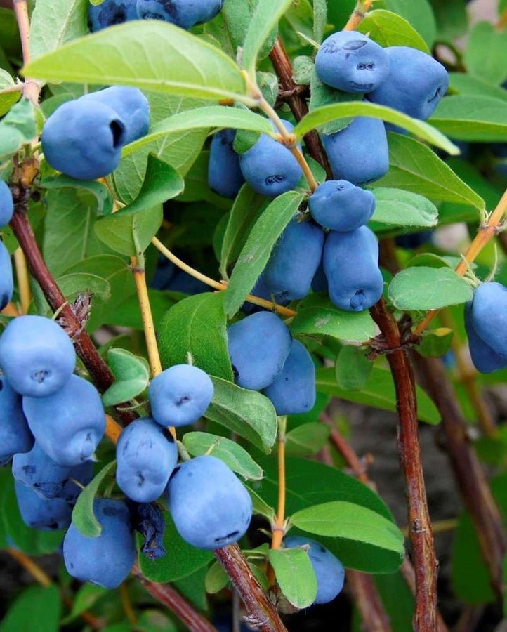 Blåbärstry / Honungsbär 'Borealis' 40-60cm (Lonicera caerulea var. kamtschatica)