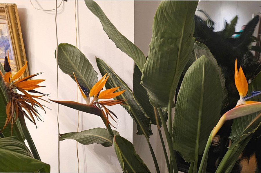 Paradisfågel,en enorm blommande Strelitzia som har 7 skott som blommor visas på