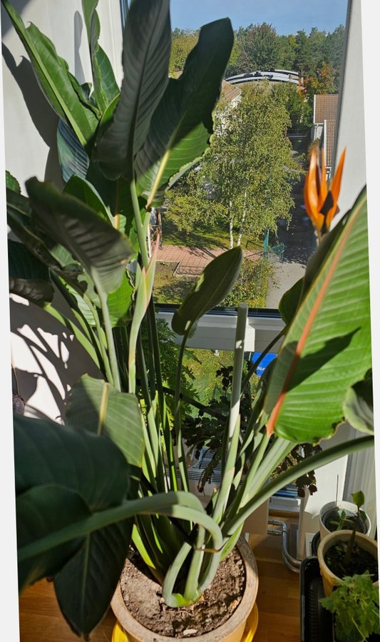 Paradisfågel,en enorm blommande Strelitzia som har 7 skott som blommor visas på