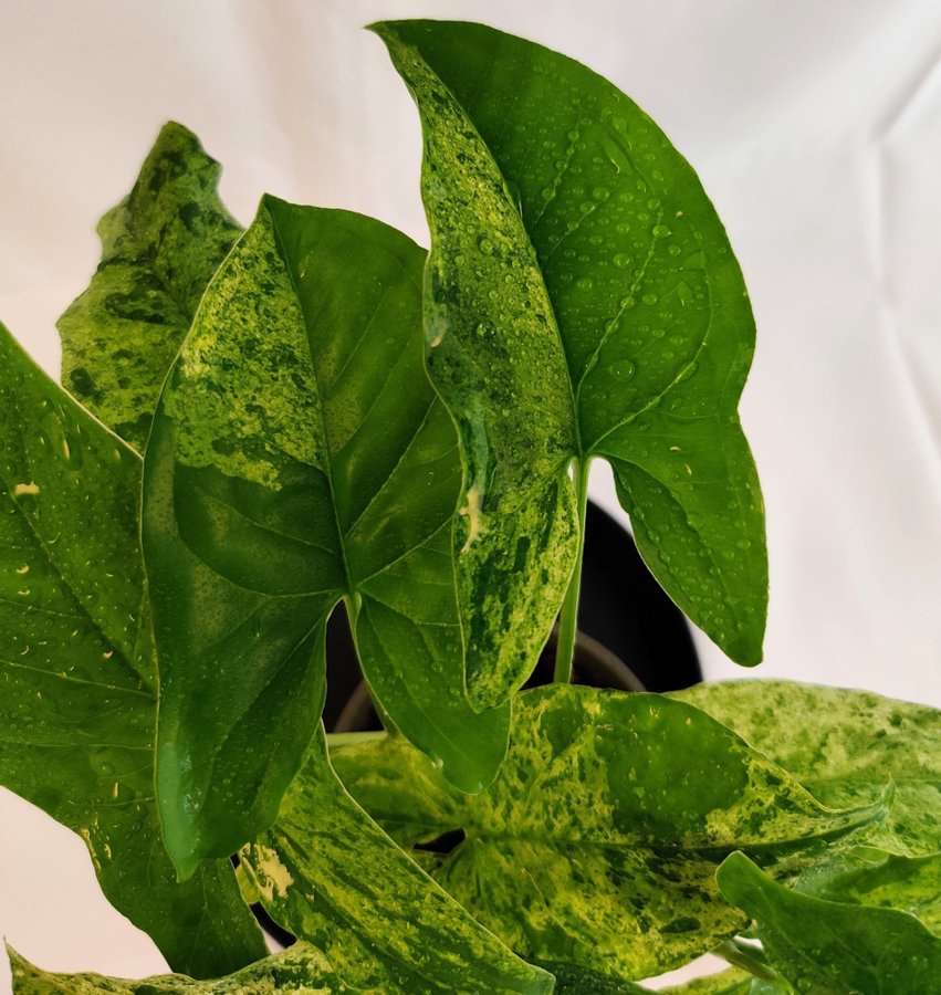 Syngonium podophyllum ’Mottled Mojito’ nr 5