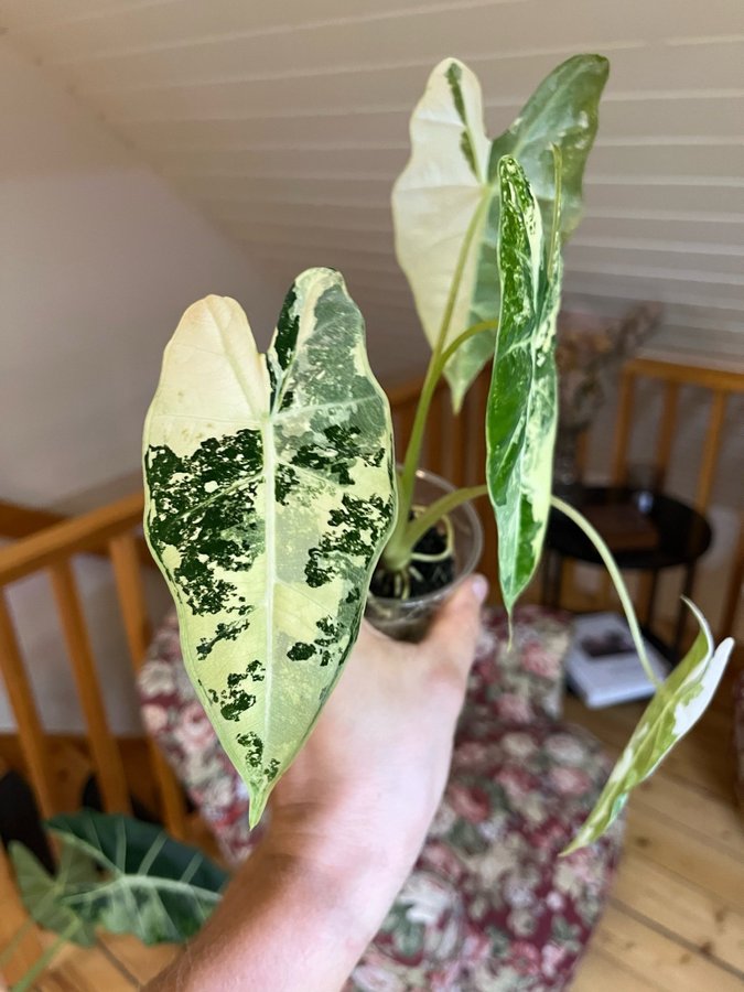 Alocasia Micholitziana Frydek Variegata