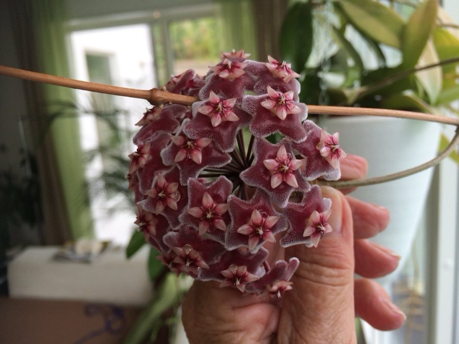 Hoya pubicalyx Frenso Beauty