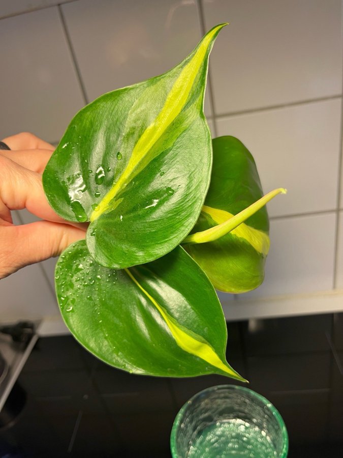 Philodendron Scandens Brazil