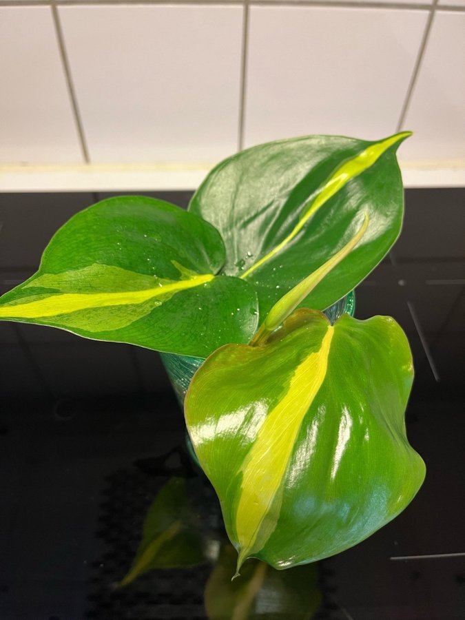 Philodendron Scandens Brazil