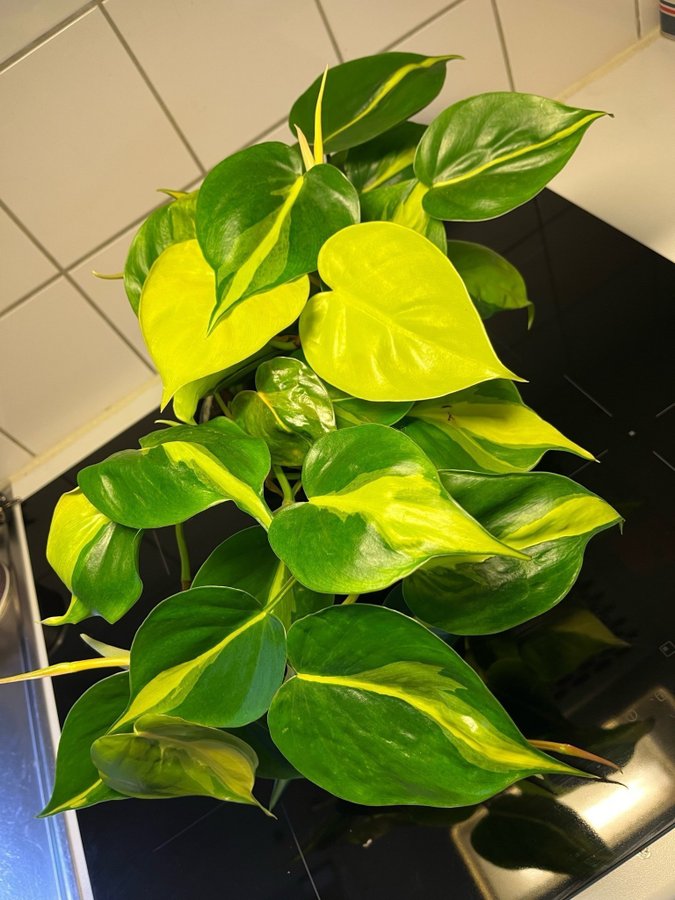 Philodendron Scandens Brazil