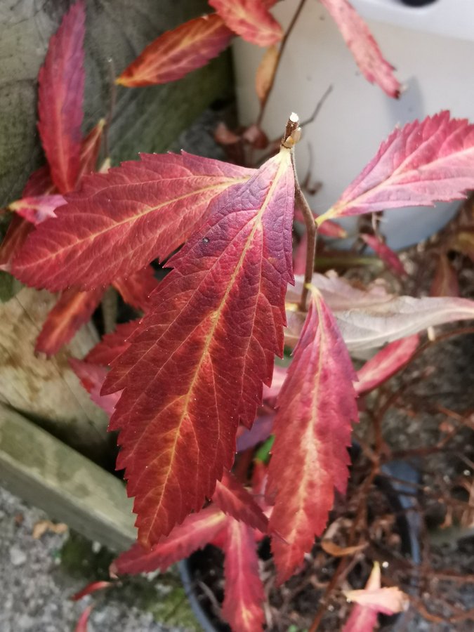 Spiraea japonica 'Darts red"