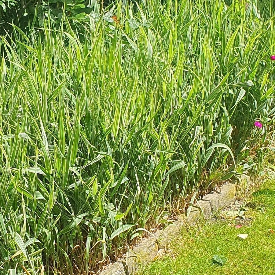 Peren Gräs - Miscanthus sinensis 'Variegatus'