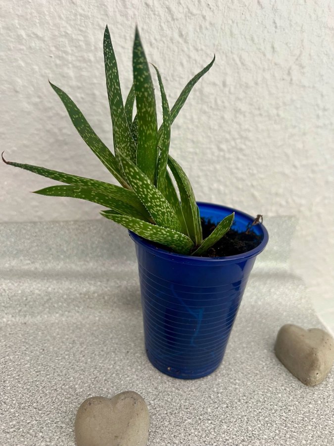 Gasteria 'Beguinii' Höjd ca 13 cm