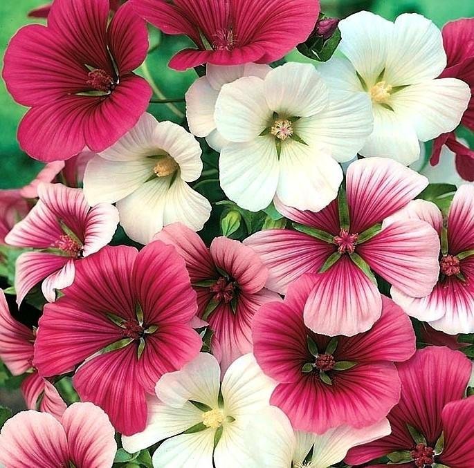 Praktmalva Malope  ettårig höjd 80-90 cm blommar julii-okt 40 frö