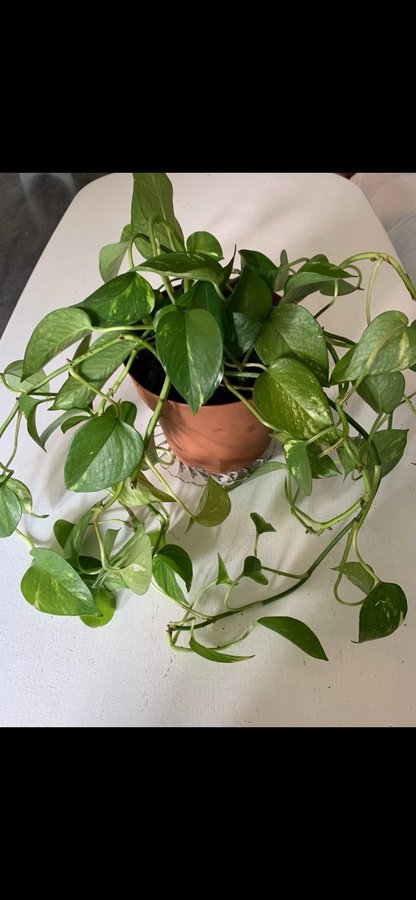 Gullranka Epipremnum aureum hel planta