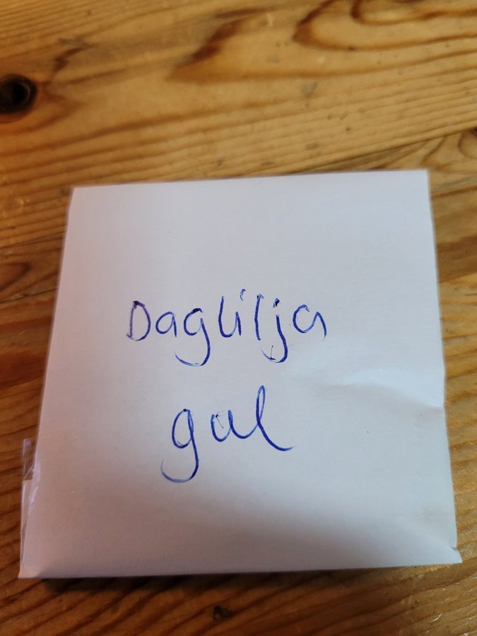 Gul daglilja frön, perenn