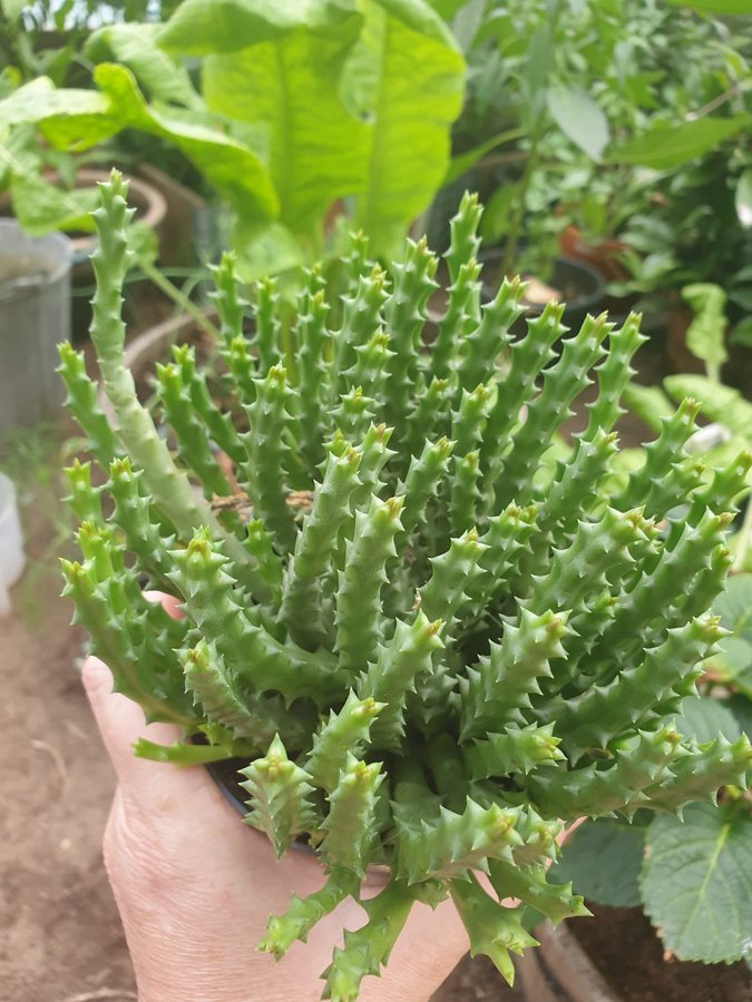 Orbea Variegata Stapelia tiger flower