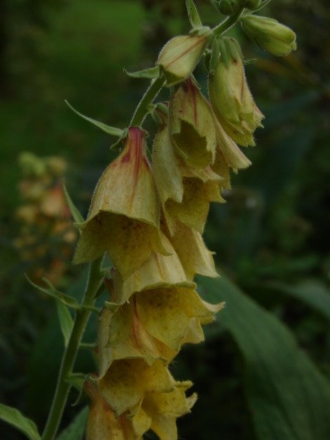 En planta Perenn fingerborgsblomma Digitalis grandiflora