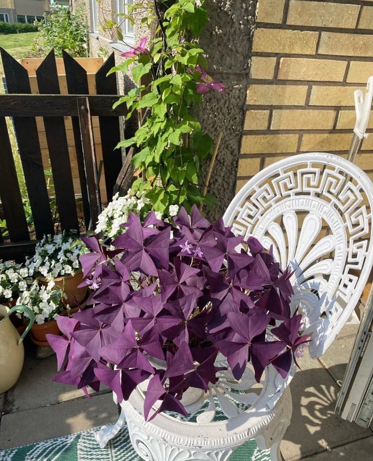 Oxalis triangularis