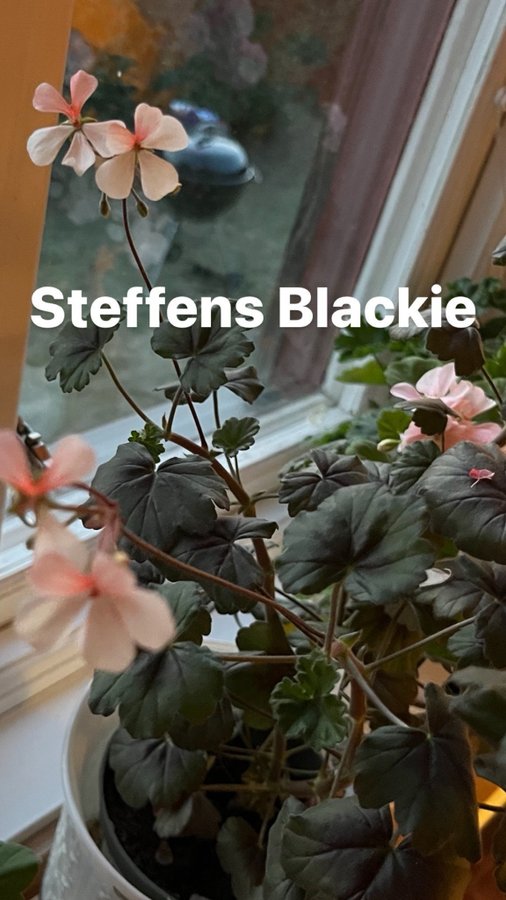 Steffens Blackie Pelargon