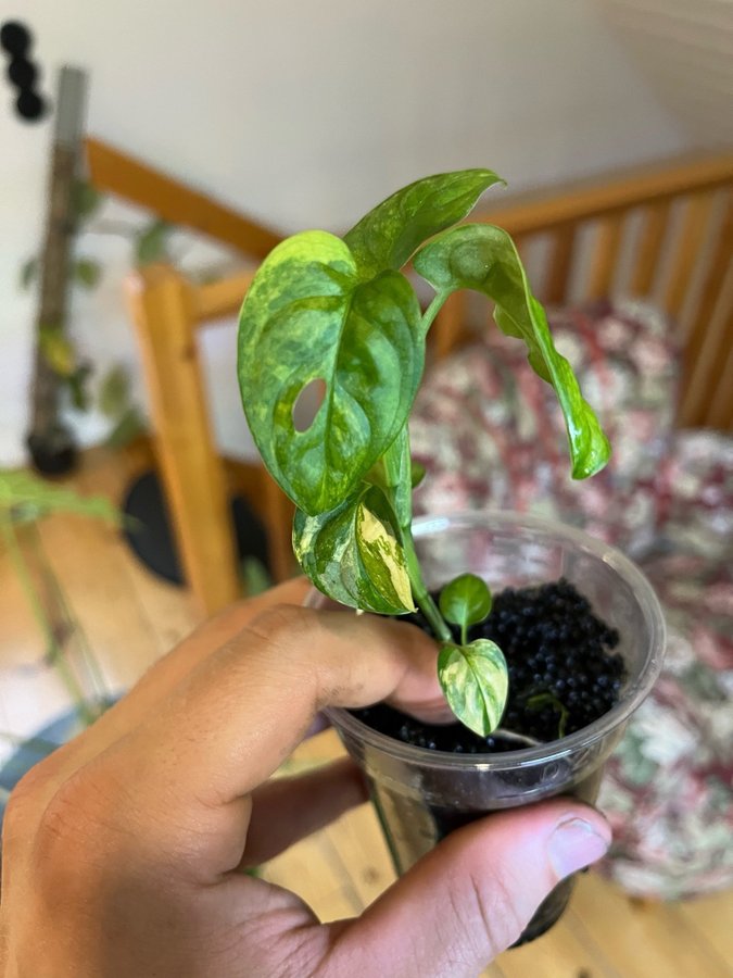 Monstera Adansonii Aurea Variegata