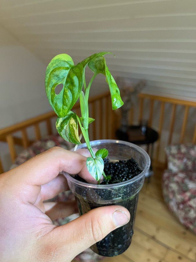 Monstera Adansonii Aurea Variegata