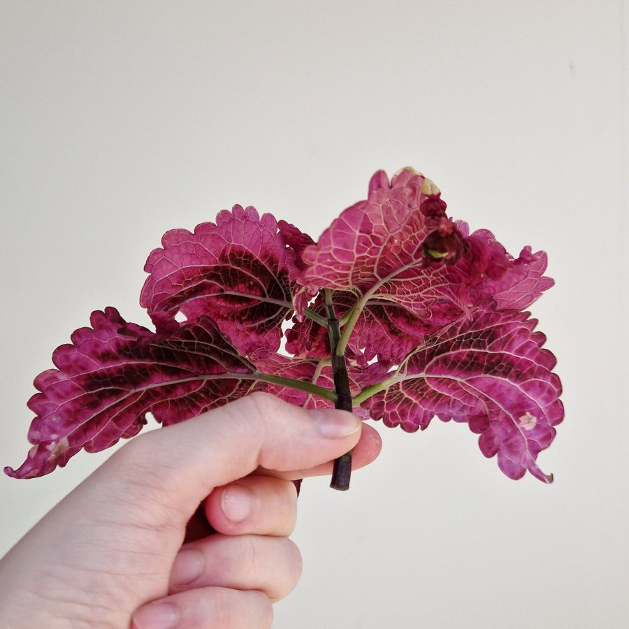 Palettblad/coleus • Frösådd efter Lido • stickling