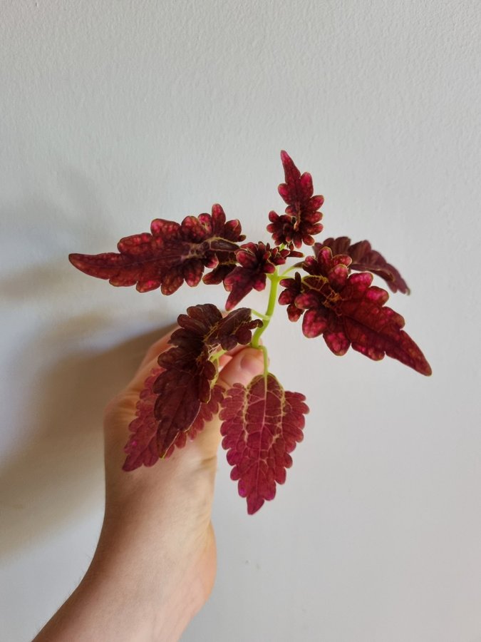 Palettblad Victorian Ruffles Coleus Stickling