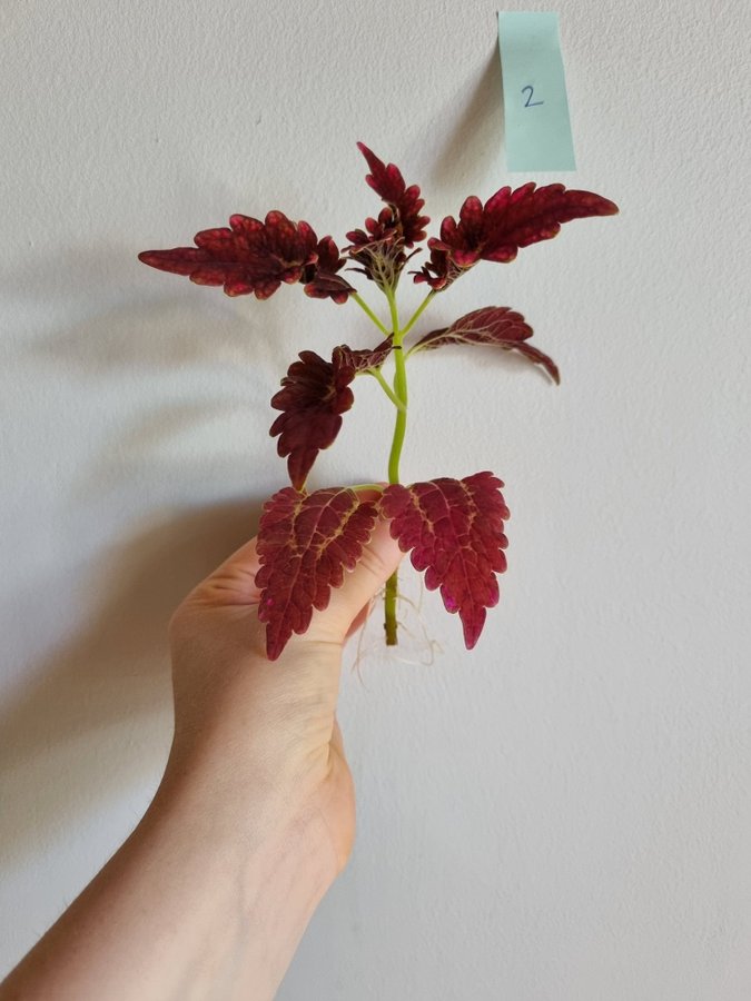 Palettblad Victorian Ruffles Coleus Stickling