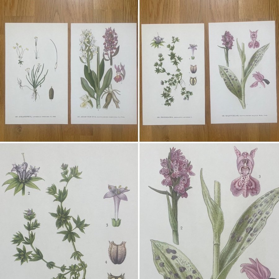 4 bilder på 2 blad (bild på båda sidorna) * Nordens flora * C.A.M. Lindman