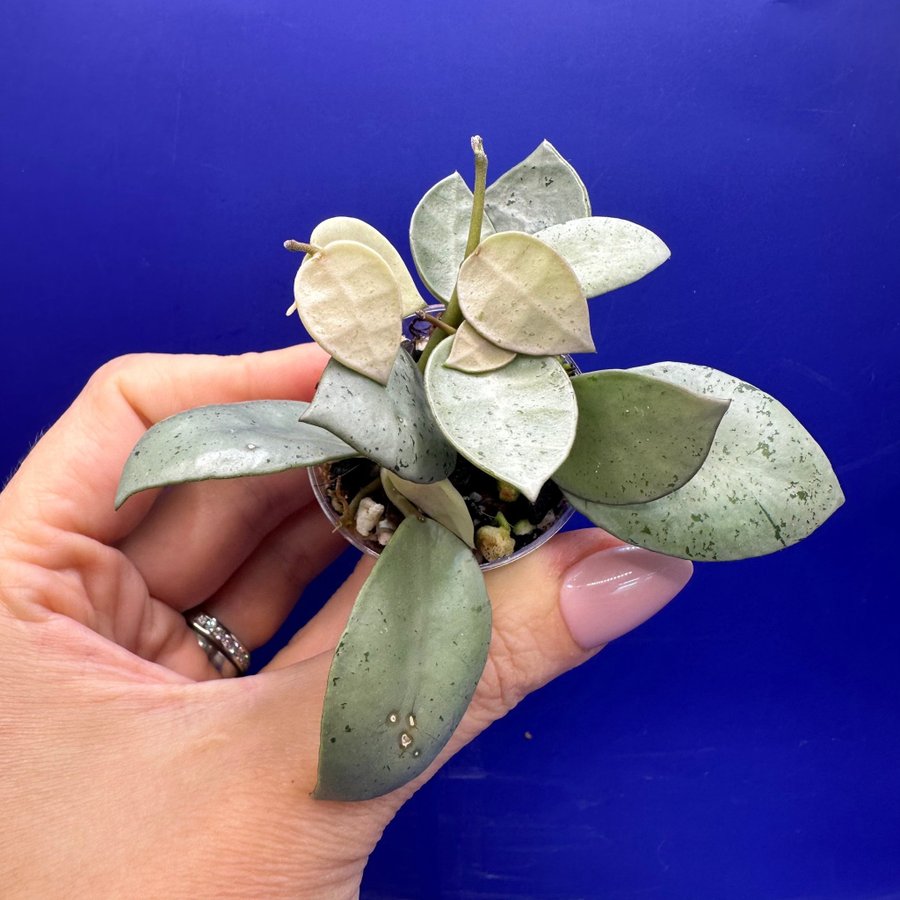 Hoya lacunosa ’Mint Coin' - rotade sticklingar