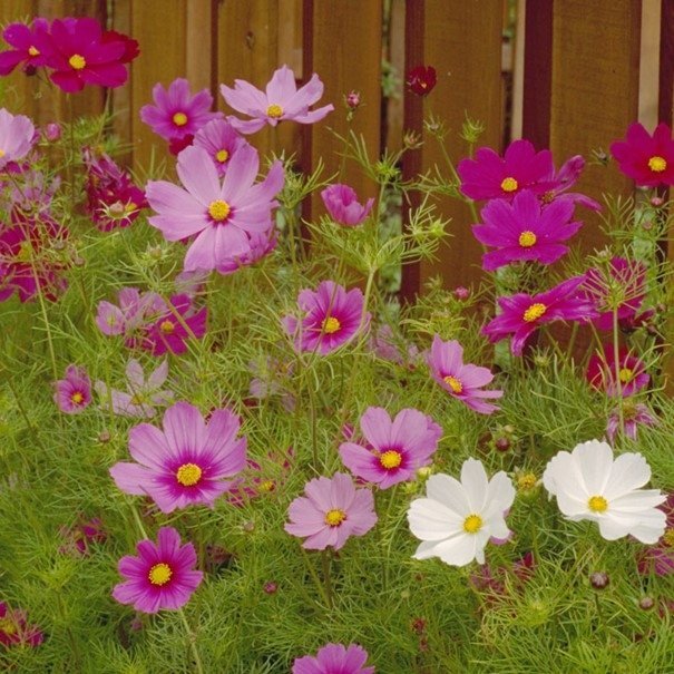 Rosenskära Dwarf Cosmos Sensation mix, ettårig, höjd 40-50 cm, ca 40 frön