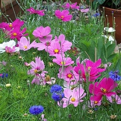 Rosenskära Dwarf Cosmos Sensation mix, ettårig, höjd 40-50 cm, ca 40 frön