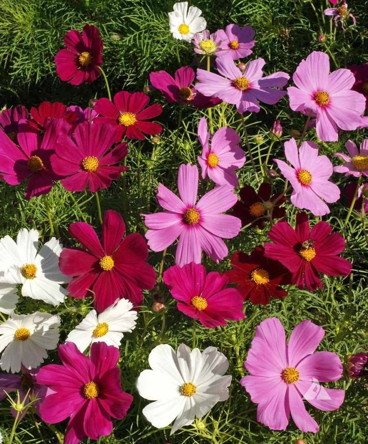 Rosenskära Dwarf Cosmos Sensation mix, ettårig, höjd 40-50 cm, ca 40 frön