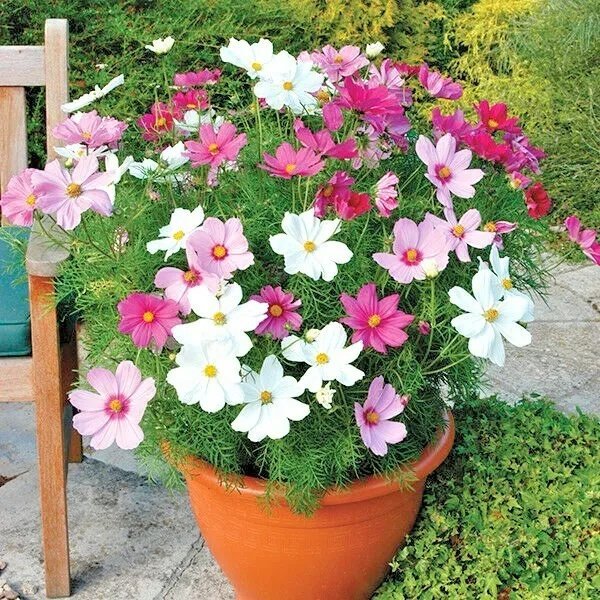 Rosenskära Dwarf Cosmos Sensation mix, ettårig, höjd 40-50 cm, ca 40 frön