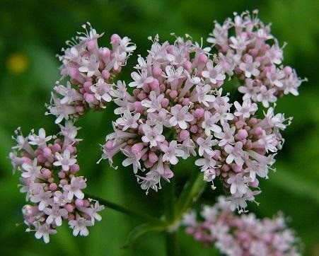 Valeriana officinalis - Läkevänderot - PLANTA