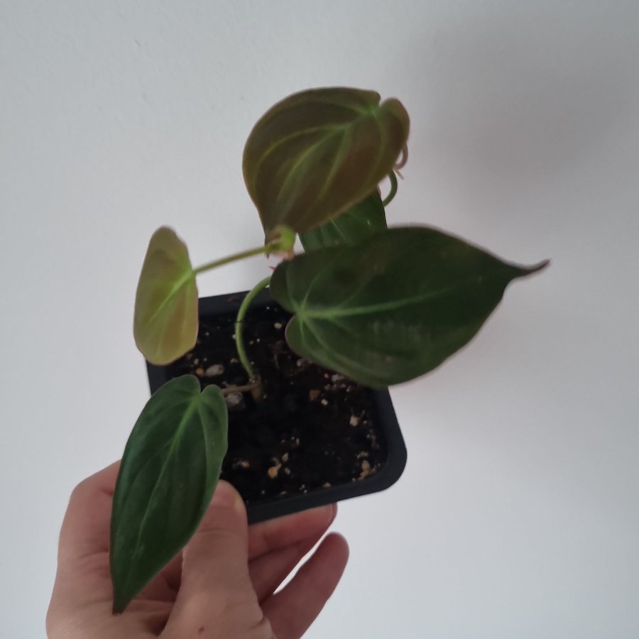 Philodendron micans